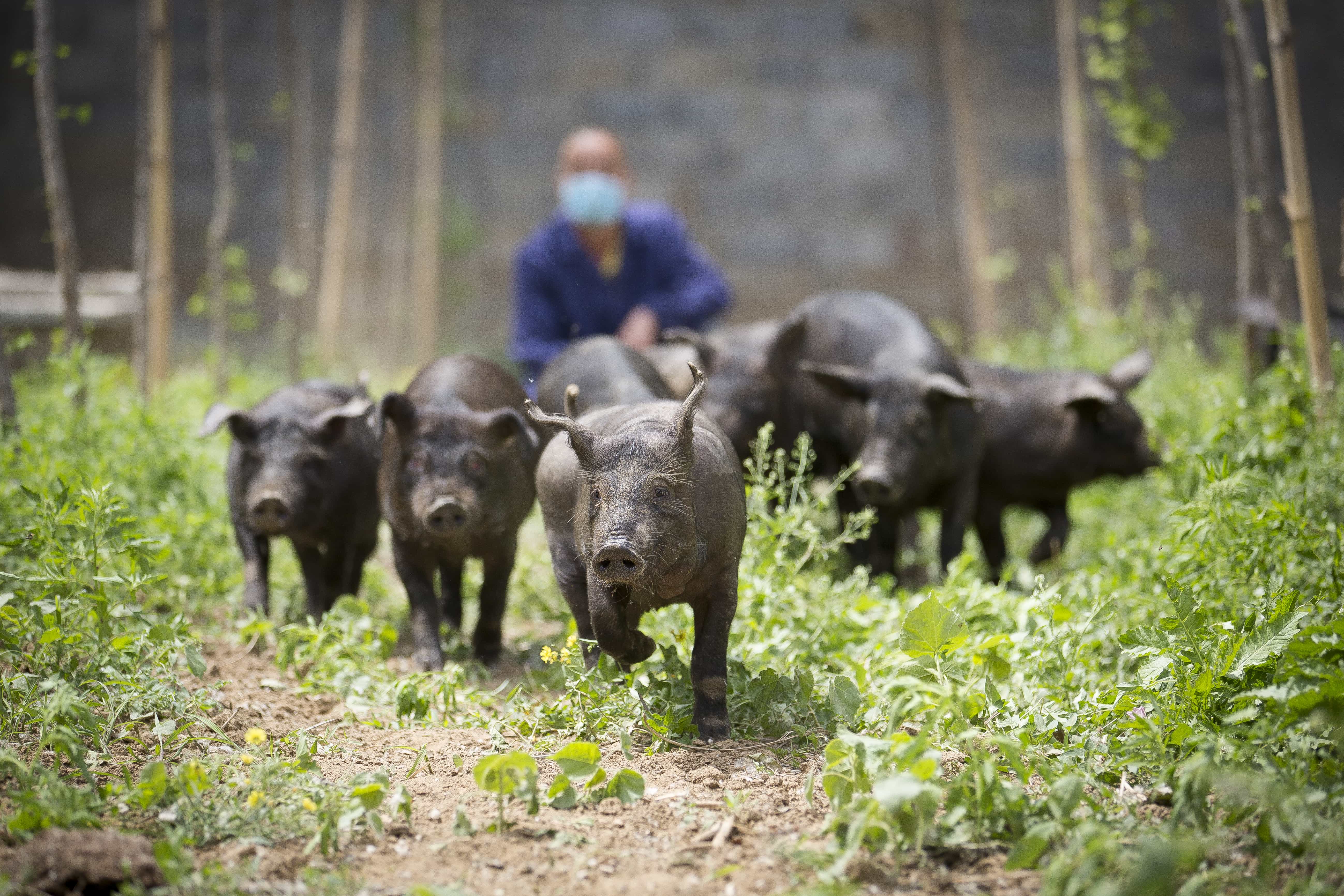 BGG Black Pig